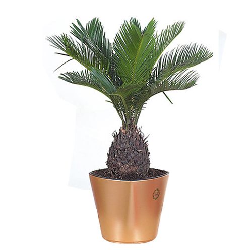 铁树苗铁树盆栽包邮花卉铁树盆景大型植物室内防辐射四季常青庭院