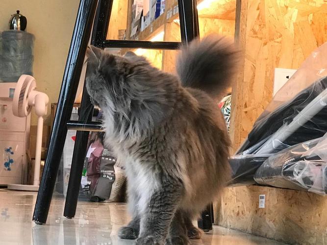 高地波斯蓝猫