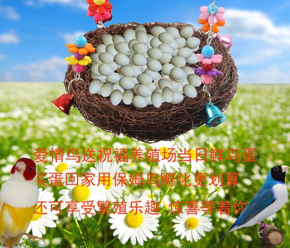隼鸟 鹰_七彩文鸟蛋受精种蛋可孵化鸟蛋五彩文鸟蛋当日新鲜鸟蛋自繁殖
