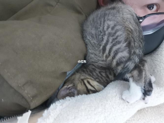 蓝猫和土猫的串串_蓝猫_串串_合肥光明眼镜自由行热门