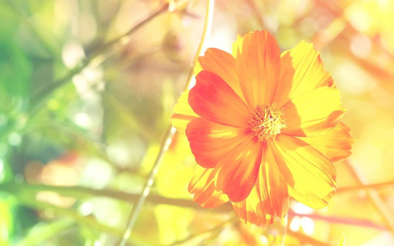 小清新温暖干净安静唯美静物物语时光高清壁纸