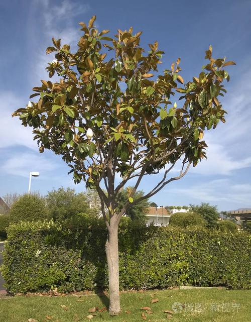 南加州木兰树开着白花