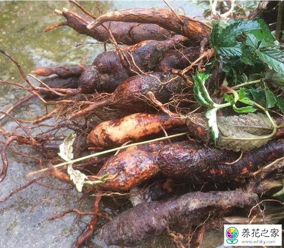 翻白草的功效是什么