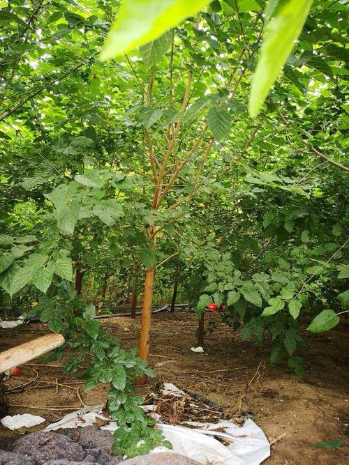 桑树基地1一6公分桑树价格/桑树图片/桑树产地/桑树供应