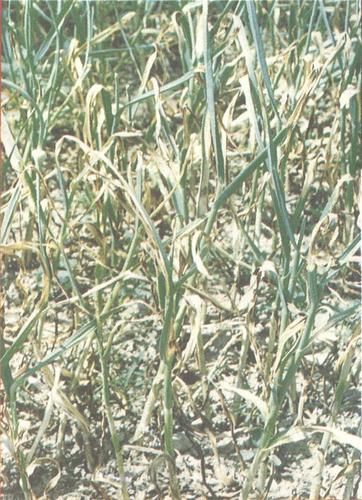 大蒜叶枯病 - 大蒜叶枯病症状图片大全和防治方法及药