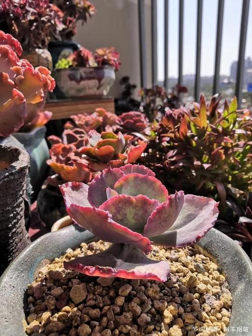 5月28日的法国皇后