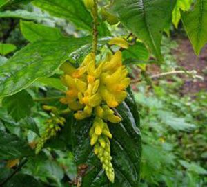 中药名称 黄花远志 相关图片 功效分类   祛风湿药