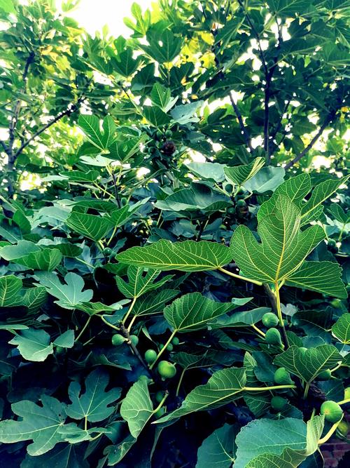 去年夏天的无花果树