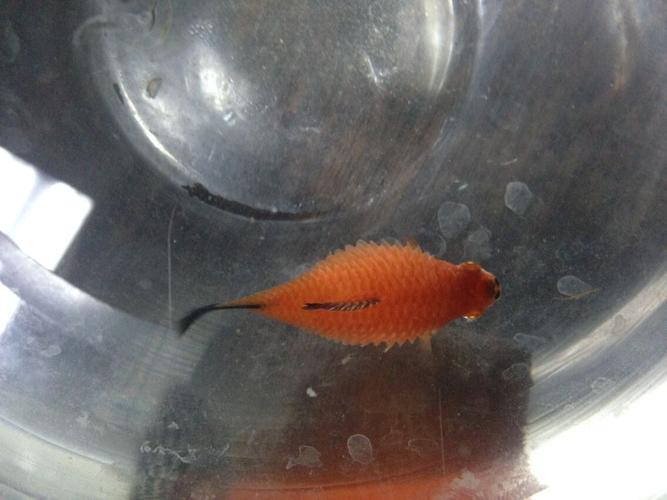 问答 问答首页 满意回答 你这鱼不是要产卵,是病了,炸鳞病,活不了几天