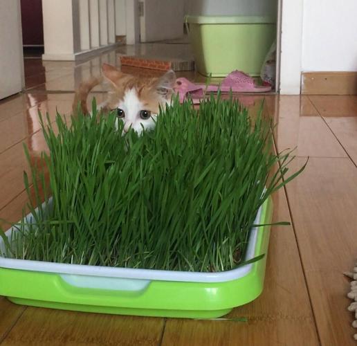 你们的主子爱吃哪款猫草?