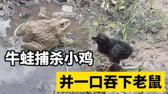非洲牛箱头蛙捕杀小鸡,牛蛙一口吞下老鼠