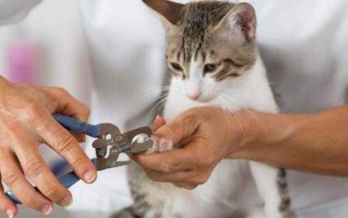如何让猫咪自愿剪指甲猫咪修剪指甲小妙招