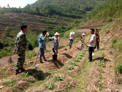 2018年田坝乡中耕工作落实在田间地头