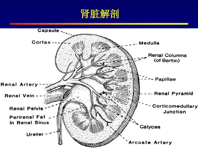 肾脏解剖