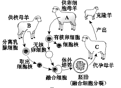 多莉的外貌最像母羊bb.克隆属于有性生殖.