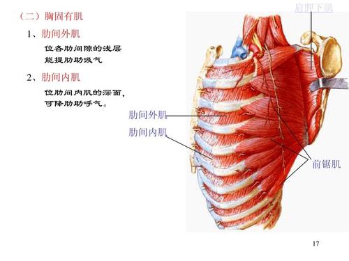 (二)胸固有肌 1,肋间外肌 位各肋间隙的浅层 能提肋助吸气 肩胛下肌 2
