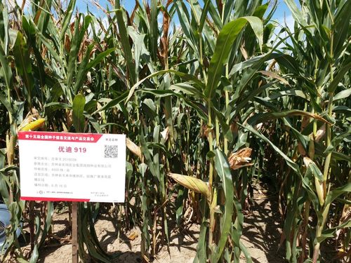 优迪919 国家玉米新品种展示田