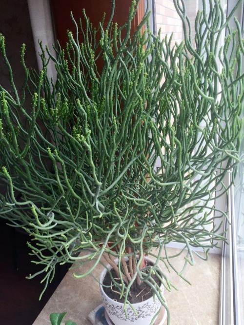 8年极品绿珊瑚罕见大株植物高1.3米