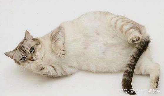 家里母猫外出,数天后归来,如何早早判断是否怀孕?