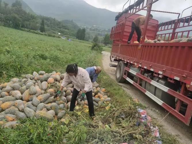 威宁县二塘镇:秋意浓 丰收正当时