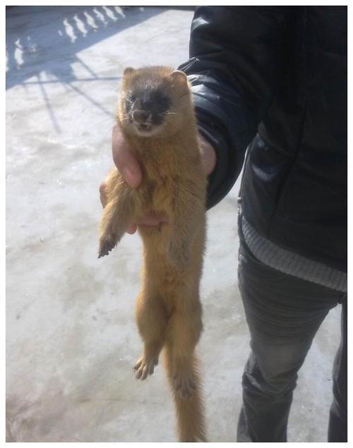 故事黄鼠狼偷鸡被捉挂在树上示众引来上百只黄鼠狼疯狂报复