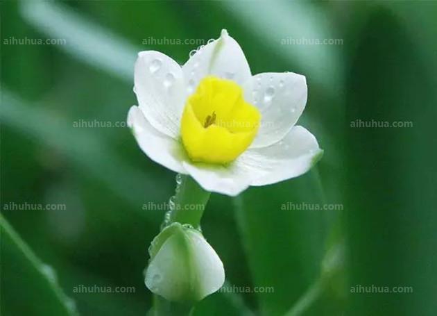 它包括两个品类,一是单瓣.花冠色青白,花萼黄色,花被6瓣.