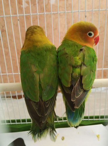 牡丹鹦鹉雌雄鉴定,不要方法,只有结果.(请看图)