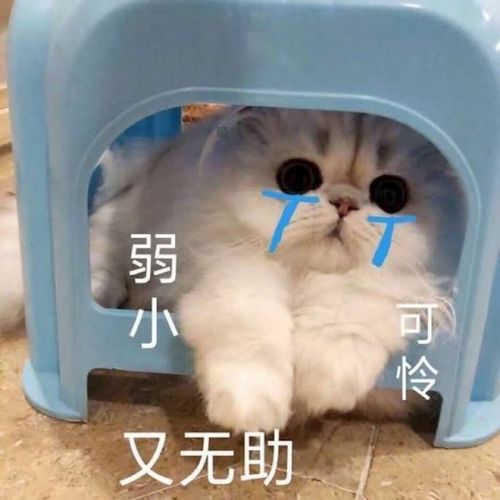 你看着我的眼睛告诉我,我是不是很可怜又无助!