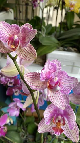 蝴蝶兰之水晶变变变