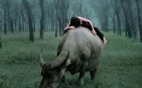 放牛娃赶牛回家,父亲发现儿子头上长棵草,道士讲出儿子身份非凡