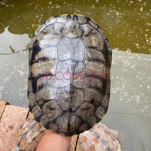巴西龟特大红耳龟黄金龟乌龟大龟特大巴西龟超大下蛋乌龟活物 5-5.