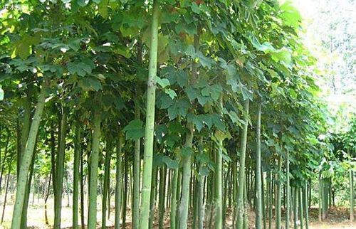 法国梧桐树和中国梧桐树有什么区别?有什么价值用途?价格多少钱一棵?