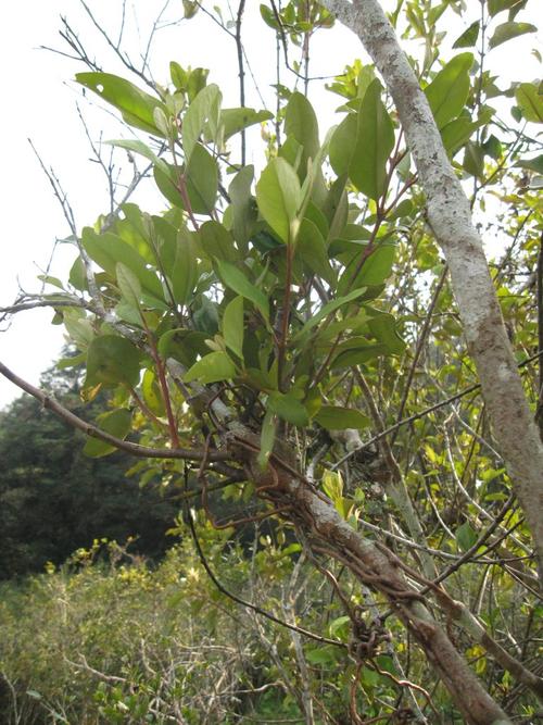依据桑寄生的外观与生长特性,还有一些有趣的别名,由於桑寄生的