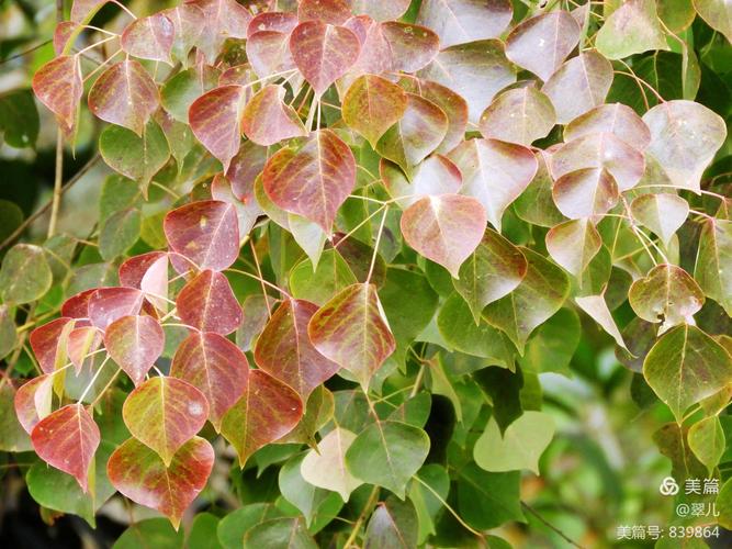 乌柏树的功效与作用