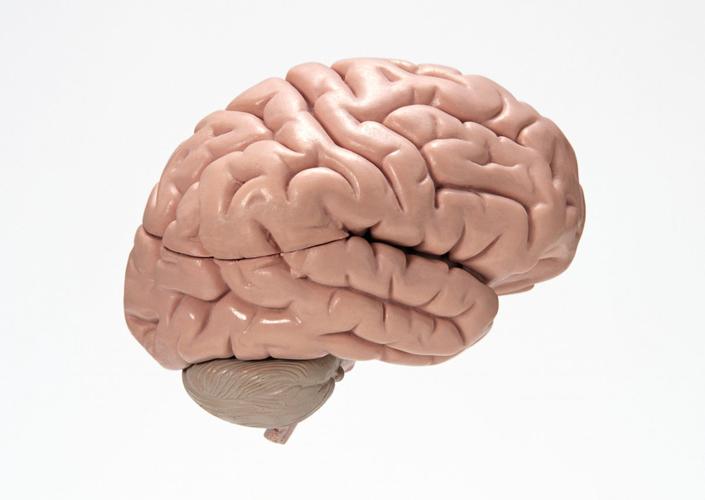 图片大全] 人大脑模型屯计 