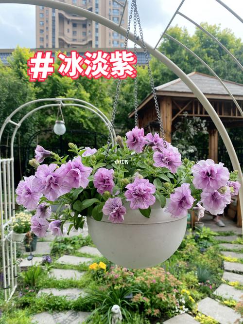 必入草花79矮牵牛冰淡紫