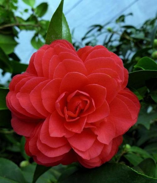 十种常见的名贵茶花品种,一起来看看