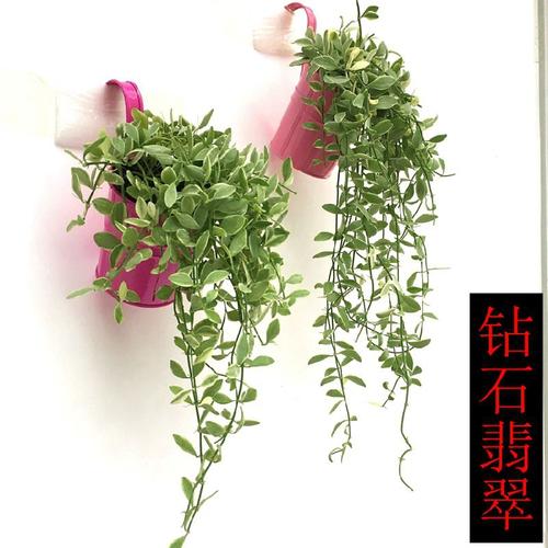金边翡翠吊兰泰国翡翠玉纽扣吊兰耐养多肉吊兰进口植物