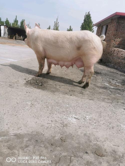 空怀母猪乳房有脓点点刚断奶请老师前辈们指点