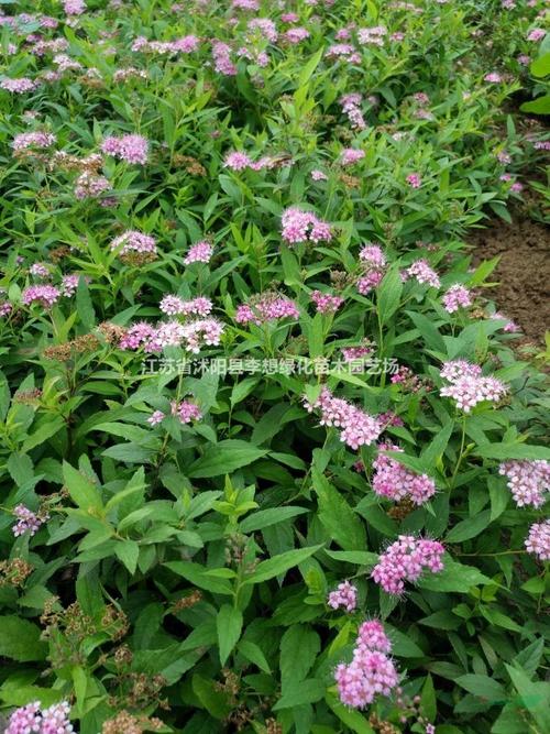 供应绣线菊 金山绣线菊,金焰绣线菊,红花绣线菊