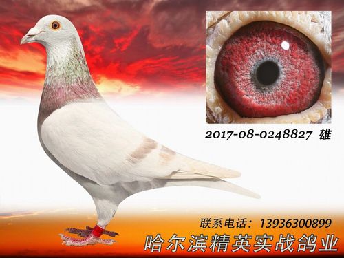 信鸽特征