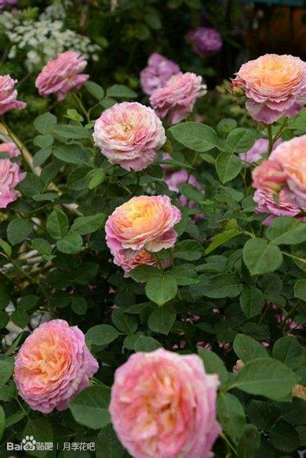 灌木丰花月季,粉色条纹月季,杯状中等花