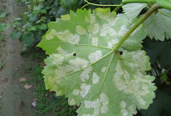 葡萄各时期霜霉病图谱