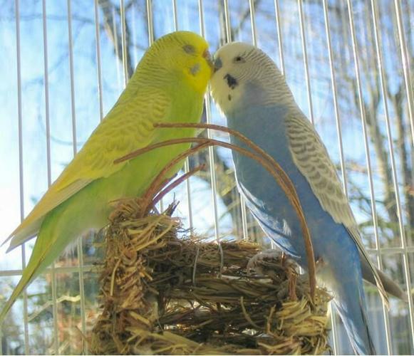 人工繁殖的虎皮鹦鹉