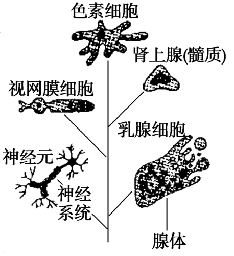 如图示人体干细胞分化形成的各类功能细胞的过程,有关说法正确的是