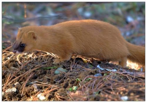 松鼠和黄鼠狼有什么区别