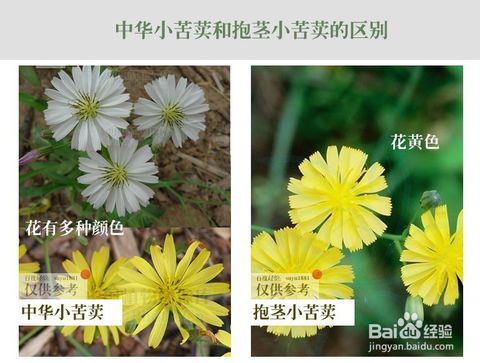 中华小苦荬和抱茎小苦荬的区别不同