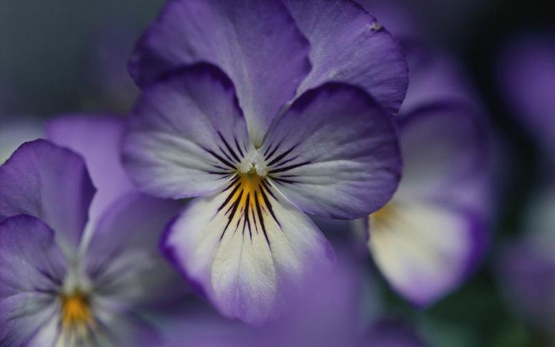 紫罗兰花卉桌面壁纸