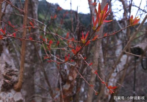 石榴树发芽