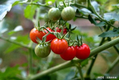 个人最喜欢的小番茄品种 tomate matt"s wild cherry 马特的野樱桃